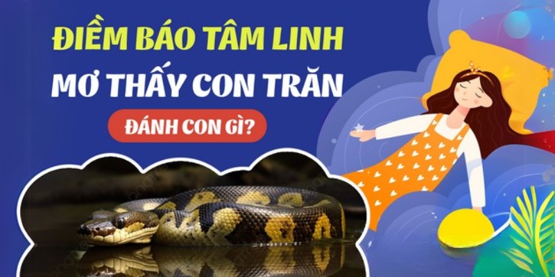 Bật mí số lô đề chuẩn khi nằm mơ thấy trăn