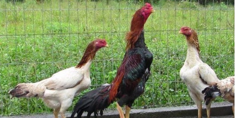 Đặc điểm của gà Shamo bạn cần biết